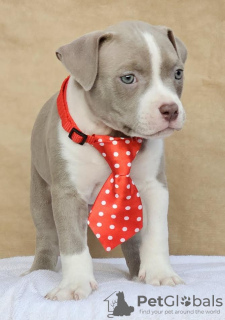 Photo №3. Poche d'intimidateur américain. Serbie