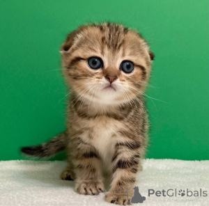 Photo №1. ragdoll - à vendre en ville de Biélorussie | négocié | Annonce № 156689