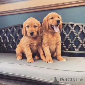 Photo №2 de l'annonce № 170439 de la vente golden retriever - acheter à Pays Bas 
