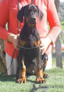 Photo №2 de l'annonce № 138232 de la vente dobermann - acheter à Italie de la fourrière
