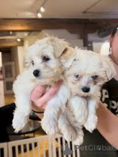 Photo №1. bichon maltais - à vendre en ville de Lisbonne | 700€ | Annonce №165973