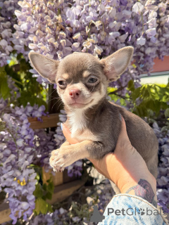Photo №1. chihuahua - à vendre en ville de Brno | négocié | Annonce №171203