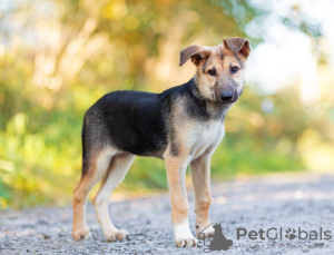 Photo №1. chien bâtard - à vendre en ville de Москва | Gratuit | Annonce №120298