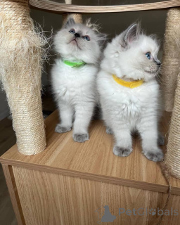 Photo №2 de l'annonce № 135776 de la vente ragdoll - acheter à USA éleveur