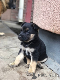 Photo №3. chiot berger australien à vendre chiot berger allemand à vendre chiot berger. Australie