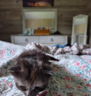 Photo №4. Je vais vendre maine coon en ville de Lichtenberg.  - prix - 580€