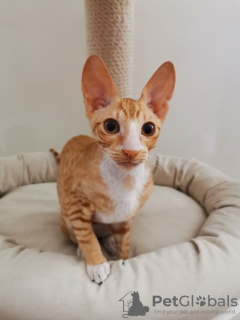 Photo №2 de l'annonce № 10703 de la vente cornish rex - acheter à Biélorussie de la fourrière