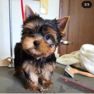 Photo №1. yorkshire terrier - à vendre en ville de Santa Cruz de la Sierra | négocié | Annonce №112297