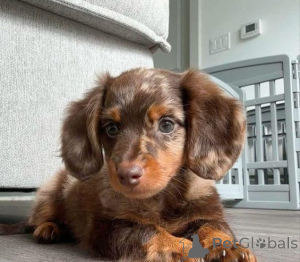 Photo №1. chien bâtard - à vendre en ville de Ettlingen | 580€ | Annonce №174994
