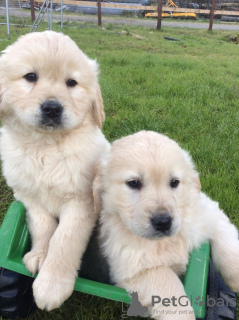 Photo №1. golden retriever - à vendre en ville de Berlin | 400€ | Annonce №114676