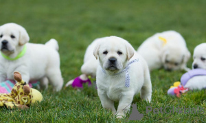 Photo №1. labrador retriever - à vendre en ville de Varsovie | 800€ | Annonce №63314