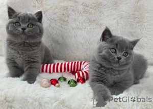 Photo №2 de l'annonce № 170853 de la vente british shorthair - acheter à Allemagne 