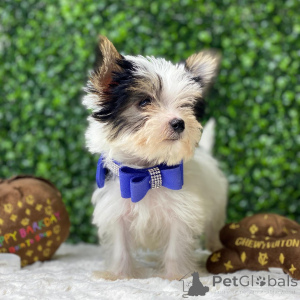 Photo №4. Je vais vendre yorkshire terrier en ville de Fournaise de Pennsylvanie. annonce privée, de la fourrière, de l'abri, éleveur - prix - négocié