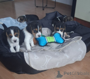 Photo №1. beagle - à vendre en ville de Berlin | Gratuit | Annonce №160195