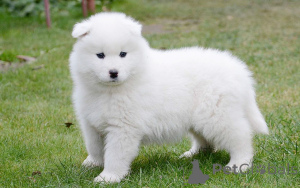 Photo №3. Preciosos cachorros Samoyedo en vente. Espagne