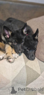 Photo №3. Deutscher Schäferhundwelpe zu verkaufen. Allemagne