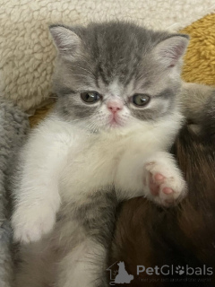 Photo №1. exotic shorthair - à vendre en ville de Amsterdam | 500€ | Annonce № 160774