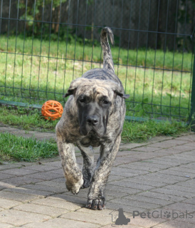 Photo №3. Chiots Dogue des Canaries. La Lettonie
