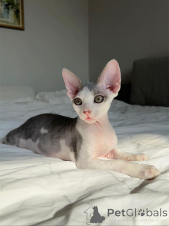 Photo №2 de l'annonce № 154285 de la vente devon rex - acheter à Allemagne annonce privée