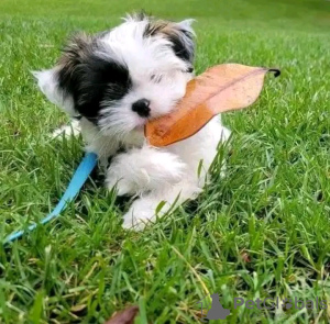 Photo №4. Je vais vendre yorkshire terrier en ville de Paris. éleveur - prix - négocié