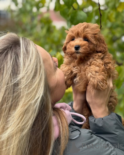 Photo №1. maltipu - à vendre en ville de Reykjavík | négocié | Annonce №160071