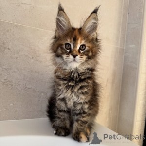Photo №1. maine coon - à vendre en ville de Prague | négocié | Annonce № 171099
