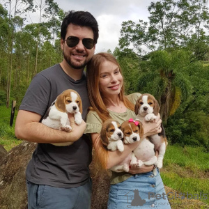 Photos supplémentaires: Beaux chiots beagle à vendre