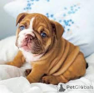 Photo №2 de l'annonce № 166578 de la vente bulldog anglais - acheter à Belgique annonce privée, éleveur