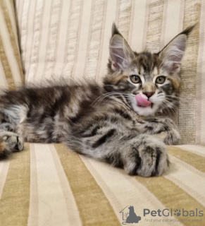 Photo №2 de l'annonce № 104303 de la vente maine coon - acheter à USA annonce privée