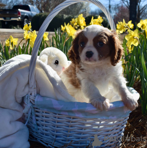 Photo №1. cavalier king charles spaniel - à vendre en ville de Berlin | 150€ | Annonce №109280