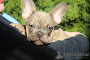 Photo №2 de l'annonce № 38113 de la vente bouledogue - acheter à Serbie éleveur