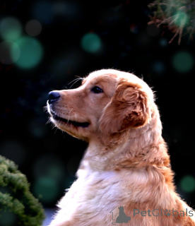 Photo №1. golden retriever - à vendre en ville de bateau | 2800€ | Annonce №62309