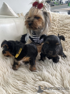 Photo №4. Je vais vendre yorkshire terrier en ville de Jersey City. éleveur - prix - 426€