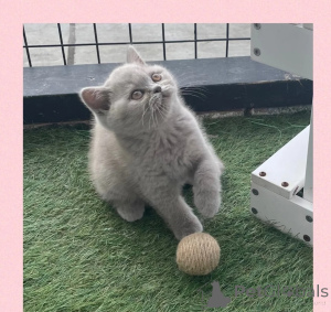 Photo №1. british shorthair - à vendre en ville de Degerdal | 500€ | Annonce № 178127