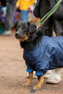 Photo №1.  - à vendre en ville de Saint-Pétersbourg | négocié | Annonce №160576