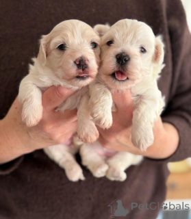 Photo №1. chien bâtard - à vendre en ville de Bernkastel-kues | négocié | Annonce №166372