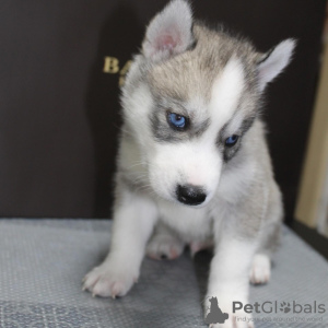 Photos supplémentaires: Chiots Husky sibérien