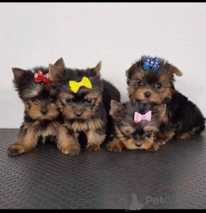 Photo №3. chiots de Yorkie masculins et féminins ludiques à vendre. Suisse