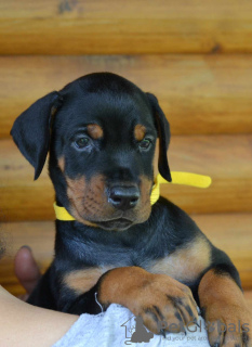 Photo №4. Je vais vendre dobermann en ville de Aleksinac. éleveur - prix - négocié