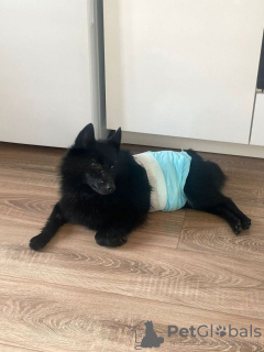 Photo №3. Schipperke Venya est à la recherche d'un logement.. Fédération de Russie