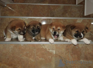 Photo №4. Je vais vendre shiba en ville de Vladičin Han.  - prix - négocié