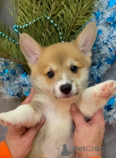 Photo №3. Chiots Velsh corgi pembrok. Fédération de Russie