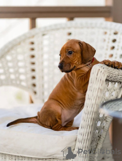 Photos supplémentaires: Chiots Rhodesian Ridgeback