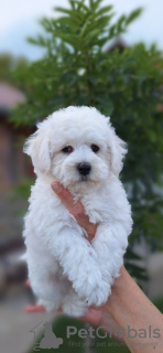 Photo №2 de l'annonce № 107276 de la vente bichon à poil frisé - acheter à Serbie 