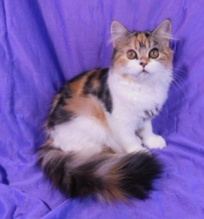 Photos supplémentaires: Kitty Highland Straight, Calico