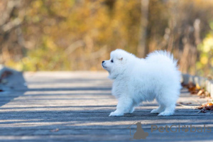 Photo №3. Chiots Spitz japonais. Estonie