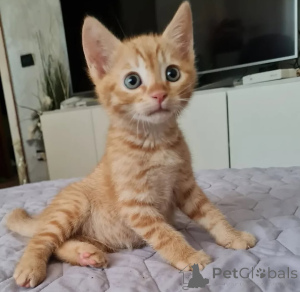 Photo №3. Chatons tabby disponibles à la vente. La finlande