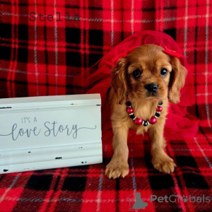Photo №2 de l'annonce № 155577 de la vente cavalier king charles spaniel - acheter à L'Autriche éleveur