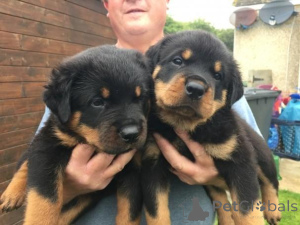 Photo №1. rottweiler - à vendre en ville de Krāslava | 500€ | Annonce №158982