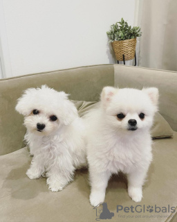 Photo №1. bichon à poil frisé - à vendre en ville de Stockholm | négocié | Annonce №83892